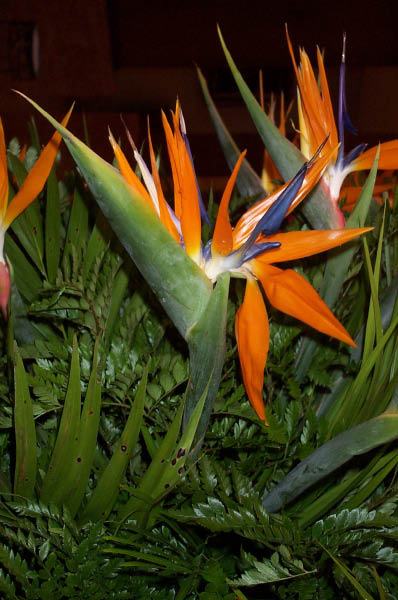 Bird of Paradise 2