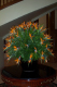 Bird of Paradise 1